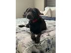 Adopt Smokey a Labrador Retriever