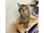 Adopt Reas a Domestic Short Hair, American Shorthair