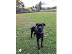 Adopt Hendrix a Boxer, Pit Bull Terrier