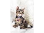 Adopt Fusilli a Tabby