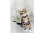 Adopt Gnocchi (bonded w/ Manicotti) a Tabby