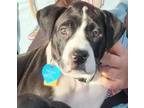 Adopt Oreo a Shar-Pei, Mixed Breed