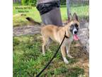 Adopt Morris a Anatolian Shepherd, Husky