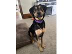 Adopt Dominic a Mixed Breed