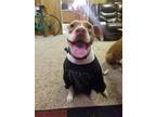 Adopt Bentley a Pit Bull Terrier