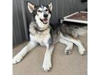 Adopt Magnus a Siberian Husky
