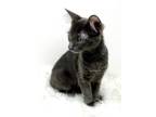 Adopt Geppetto a Russian Blue, Domestic Short Hair