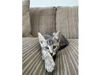 Adopt Ekko a Domestic Short Hair