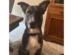 Adopt Ranger a Dutch Shepherd, Mixed Breed