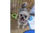 Adopt Mr. President a Schnauzer, Poodle