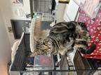 Adopt Bear a Domestic Short Hair