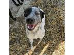 Adopt Dax a Australian Cattle Dog / Blue Heeler, Australian Shepherd