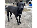 Adopt Max a Labrador Retriever, Anatolian Shepherd