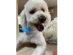 Adopt Enrique a Bichon Frise, Poodle