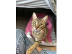 Adopt Newt a Domestic Short Hair
