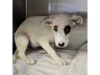 Adopt Levi Az Rez a Labrador Retriever