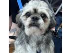 Adopt Roger a Shih Tzu, Mixed Breed