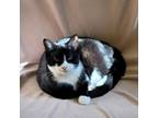 Adopt Zorro a American Shorthair