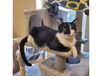 Adopt Domino a American Shorthair