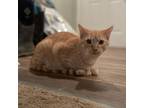 Adopt Ronald Weasley a American Shorthair