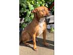 Adopt Sparky a Cattle Dog