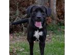 Adopt SKYE a Black Labrador Retriever, Mixed Breed