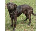 Adopt JOURNEY a Mixed Breed
