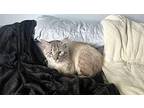 Blue Boy 2 Siamese Adult Male