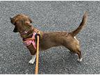 Ruby Ann Beagle Adult Female