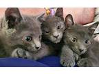 Mojo Domestic Shorthair Kitten Female