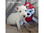 Squirtle (8mo, 40lbs) Puppy Male