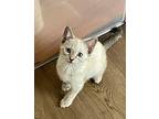 Warrant Siamese Kitten Female