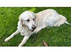 Cooper Golden Retriever Adult Male