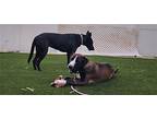 Andy Labrador Retriever Adult Male