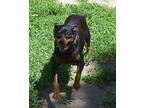 Crimson Miniature Pinscher Adult Female