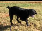 Adopt Bailey a Fox Terrier, Labrador Retriever