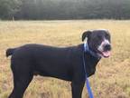 Adopt Jax a Labrador Retriever, Feist