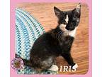 Iris Domestic Shorthair Kitten Female