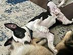 King American Bulldog Puppy Male