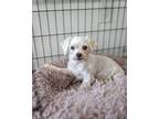 Ciera Eastin Maltese Adult Female
