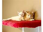 Flame Domestic Shorthair Kitten Male