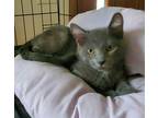 Buttercup Domestic Shorthair Kitten Female