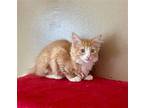 Blaze Domestic Shorthair Kitten Male
