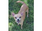 America Chihuahua Adult Female