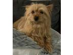 Gigi (1yo, 10lbs) Yorkie, Yorkshire Terrier Adult Female