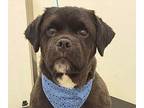 Tuxey Pekingese Adult Male