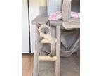 Smoke Domestic Shorthair Kitten Male