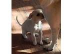 PUMPKIN Chihuahua Puppy Female