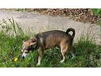 Zeus Chihuahua Adult Male