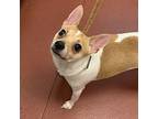 Bailey Jack Russell Terrier Adult Male